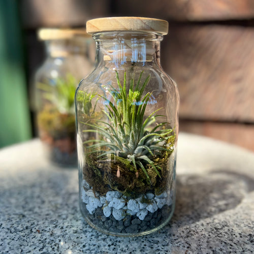 Bottled Terrarium